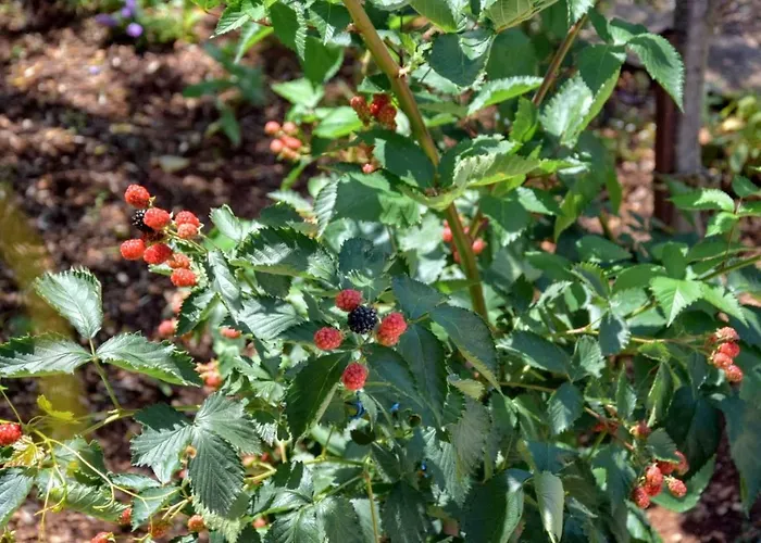 Semesterbostad J-adria